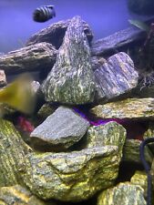 Deko Steinholz Woodstone 100-250 mm - für Malawi Barsche Aquarium, Gneis. 10Kg