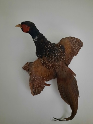 Tierpräparat fasan deko - tierpräparat,