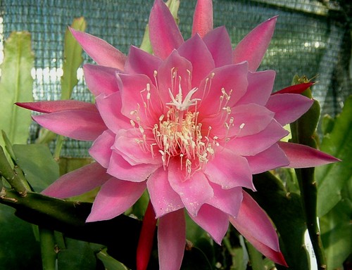 Epicactus lady - epicactus, –
