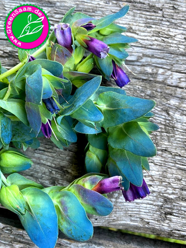 Große wachsblume 10 - wachsblume,