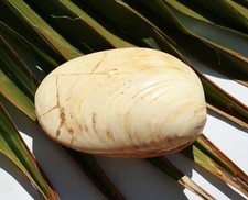 fossile Muschel Versteinerung