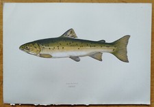 Meerforelle - Original Fischdruck von Couch - 1862