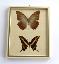 SCHMETTERLING PRÄPARAT