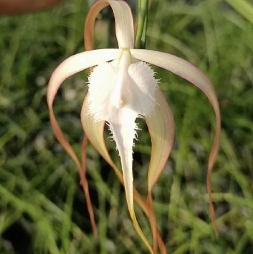 Duft orchidee brassavola - orchidee,