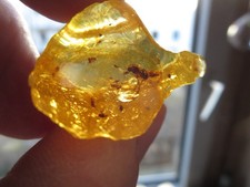 Kopal, Copal, junger Bernstein