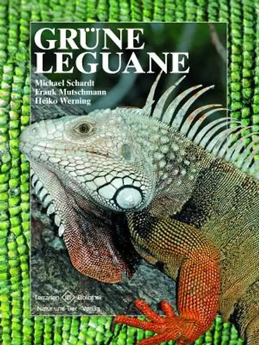 Grüne leguane - grüne,