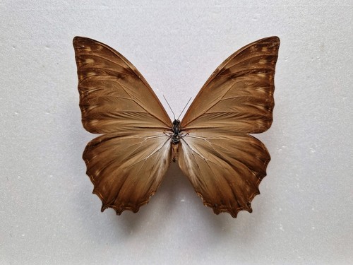 Morpho theseus - theseus,