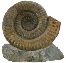 Lias  Standstück mit