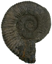 Dogger  Peltoceras oblungum  Seltener Ammonit  Eningen unter Achalm  W90-2