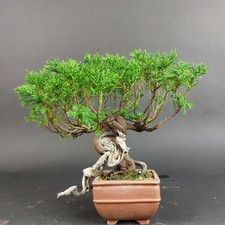 Bonsai - Wacholder, Juniperus