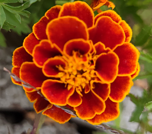 Studentenblume tagetes patula - studentenblume, (tagetes