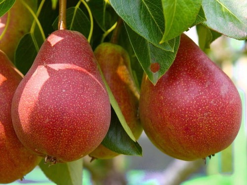 Birnenbaum red faworytka mit - birnenbaum, faworytka'