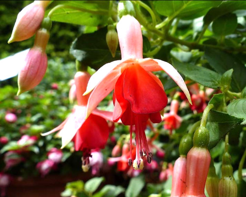 Fuchsien pflanze orange - fuchsien,