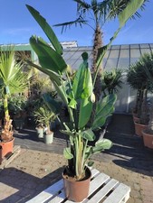 Strelitzia nicolai 200–250cm Riesen-Strelitzie Paradiesvogelblume Baumstrelitzie