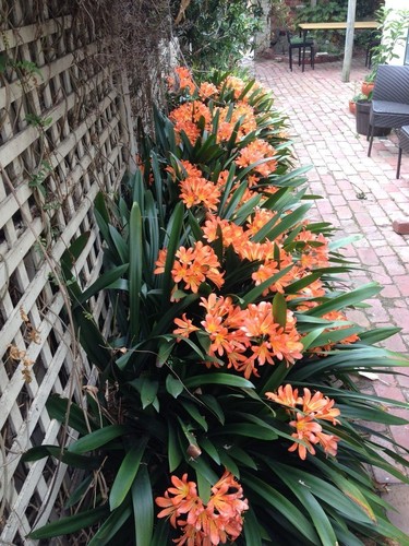 80001467 clivia miniata - 80001467,