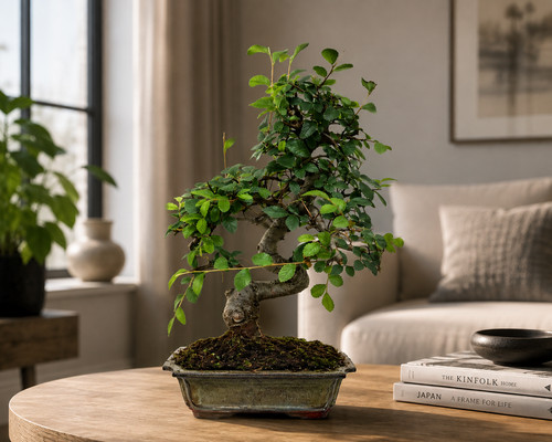 Zelkova parvifolia bonsai - zelkova,