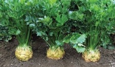 ca. 100 Samen Knollensellerie "Talar", Frühe Sorte, Samenfest