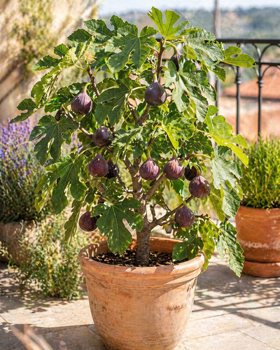 Ficus carica ronde bordeaux - carica,