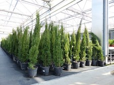 10x Totem 150 - 170 cm Toskana