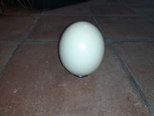 Straußenei Ei Strauß Ei Natur leer gereinigt Deko Andenken mit Ständer