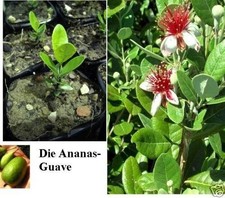 Winterharte Ananasguave Pflanze, aus Nachhaltigem Anbau !