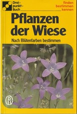 Pflanzen der Wiese. Nach