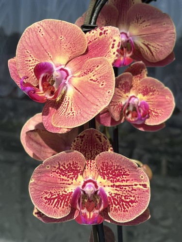 Orchidee phalaenopsis twilight - phalaenopsis,