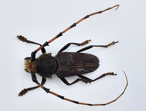Cerambycidae dorcacerus - cerambycidae,,