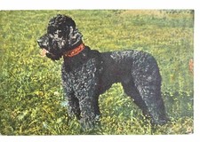 Black Poodle ~ Pudel ~ Caniche