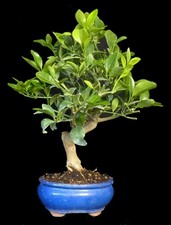 Bonsai - Citrus kumquat -  39 cm - #9082