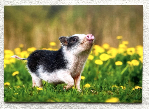 Postkarte schwein - ak,
