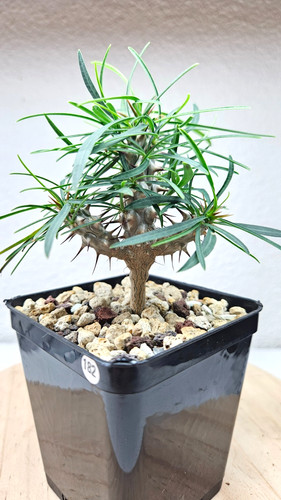 Euphorbia gottlebei