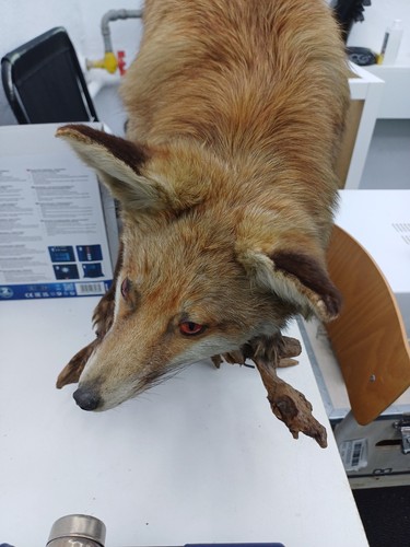 Fuchs alt präparat - fuchs,