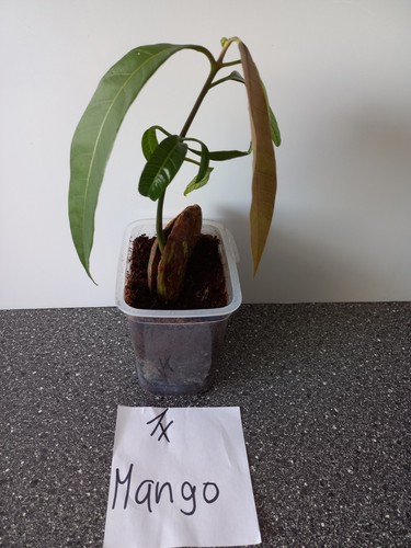 Mango und tamarinde - mango,