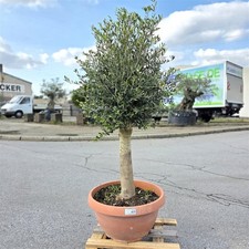 Olivenbaum olea europaea - olivenbaum, europaea"