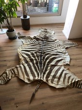 Zebrafell Zebra Jagd Afrika Safari Steppenzebra