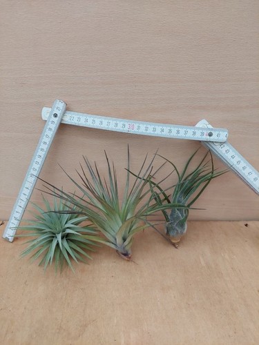 Tillandsia sortiment stück - tillandsia, 3