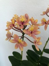 1 große Pflanze Epidendrum Blühfarbe Orange