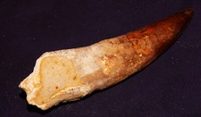 Versteinerter Dinosaurier-Zahn