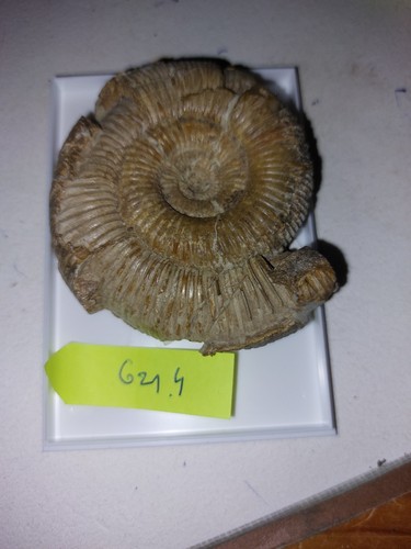 Ammonit 6214 dactilloceras - ,