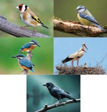Ansichtskarte vögel - d,