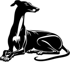 Galgo greyhound windhund - galgo,