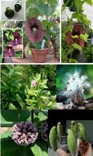 Duftblumen Sortiment Gespenster- & Papageiblume Zimmerpflanzen Mix Samen Set