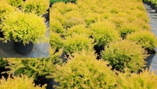 Thuja occ. Rheingold Gold Lebensbaum  gelbe Kugel 2 L immergrün Zypresse 