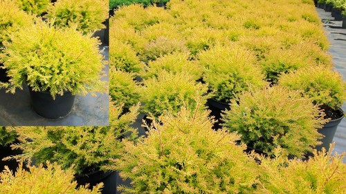 Thuja occ rheingold gold - occ.,