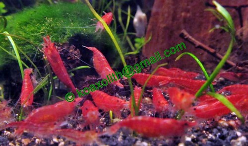Bio glasklares gesundes - bio-glasklares, wasser