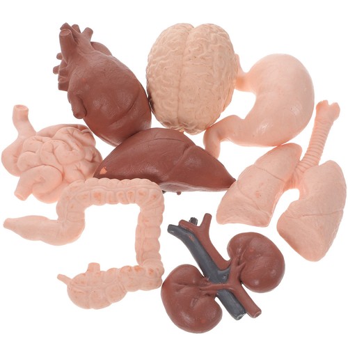 Pcs anatomie spielzeug - pcs,