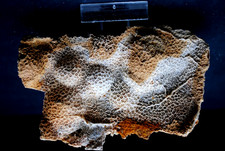 Fossilien, Korallen und