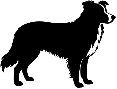 Border collie aufkleber - ,