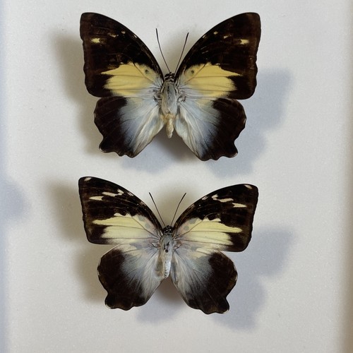 Entomologie*Agatasa